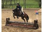 Kind and Fancy Gelding for Eventing, Jumpers or Dressage