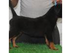 Rottweiler Puppy for sale in Springfield, MA, USA