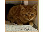 JINGLE Domestic Shorthair Kitten Male