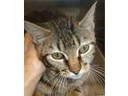 Kit Tee Domestic Shorthair Young Female