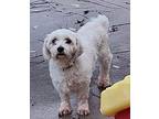 Peanut Bichon Frise Adult Female