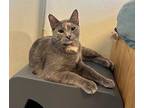 Molly Domestic Shorthair Young Female