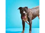 Zeplin American Staffordshire Terrier Adult Male