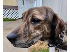 Gigi Plott Hound Young Female