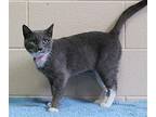 Lucy - 38806 Domestic Shorthair Adult Female