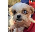 Gizzy Walworth Kramer Shih Tzu Senior Female