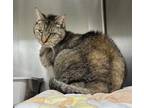 Pepper Domestic Shorthair Senior Female