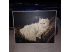 Vintage Letterman 60" x 48" oil painting of Persian Cat "The Resting Cat"