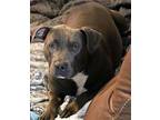Hannibal American Staffordshire Terrier Adult Male