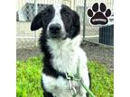 Lilly Border Collie Young Female