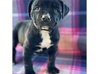 Reba American Pit Bull Terrier Puppy Female