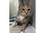 Blossom Domestic Shorthair Kitten Female