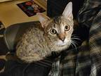 KITTEN ATARI Domestic Shorthair Kitten Female