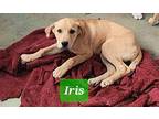 Iris Great Pyrenees Puppy Female