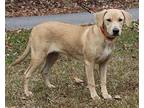 Bella 38749 Labrador Retriever Young Female