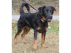 George 38842 Gordon Setter Young Male