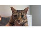 Winona Domestic Shorthair Young Female