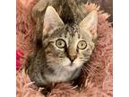 Migs Domestic Shorthair Kitten Female