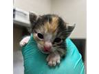 Tahani Al-Jamil Domestic Shorthair Kitten Female