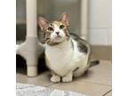 Cindy Lou Who Domestic Shorthair Adult Female
