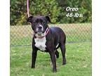 Oreo Mixed Breed (Medium) Young Female