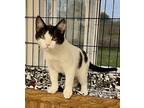 5945 (Morgan) Domestic Shorthair Young Male