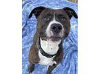 Barnaby American Pit Bull Terrier Young Male