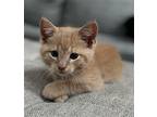 Chance Domestic Shorthair Kitten Male
