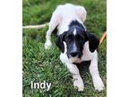 Indy Terrier (Unknown Type, Small) Puppy Male