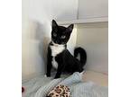 Jolly Domestic Shorthair Young Female