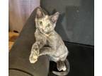 Melly MB Domestic Shorthair Young Female