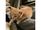 Skittles Domestic Mediumhair Kitten Male