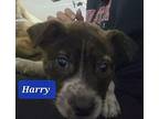 Harry Catahoula Leopard Dog Puppy Male