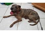 StarShine American Pit Bull Terrier Senior Female