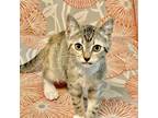 Samira Domestic Shorthair Kitten Female