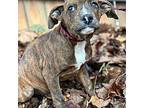 Noah Beagle Puppy Male