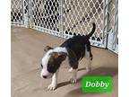 Dobby Catahoula Leopard Dog Puppy Male