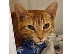 Missy Domestic Shorthair Young Female