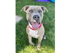 Mellow Yellow American Staffordshire Terrier Young Male