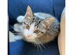 Mittens Domestic Shorthair Kitten Female
