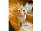 Wimpy Domestic Shorthair Young Male