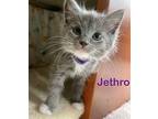Jethro Domestic Mediumhair Kitten Male