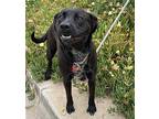 Venus Labrador Retriever Adult Female