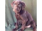 Lenny Labrador Retriever Puppy Male