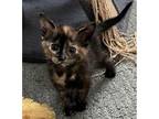 Marguerita Domestic Mediumhair Kitten Female