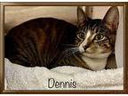 DENNIS Domestic Shorthair Young Male