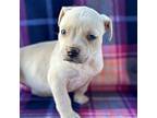 Rissa American Pit Bull Terrier Puppy Female