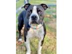 Diamond American Pit Bull Terrier Adult Female