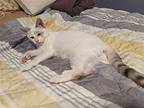 Snow Domestic Shorthair Young Female
