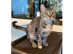 ZZ Top Domestic Shorthair Young Female